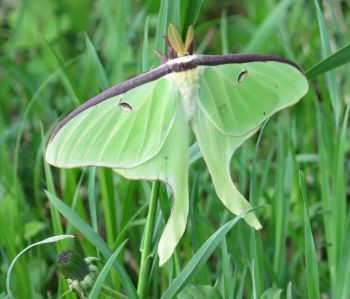 luna moth on green grass