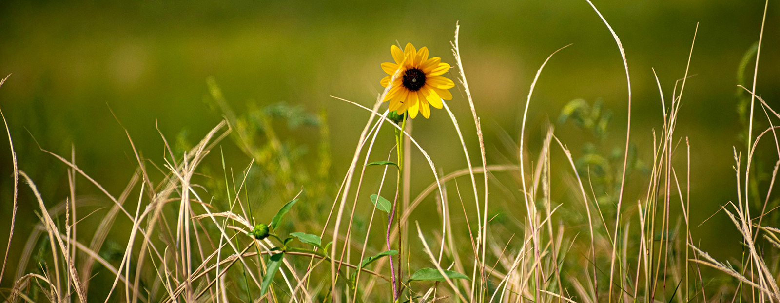 Image of grasses and wildflower