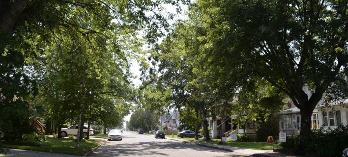 Thunder Bay Recognized as Tree City